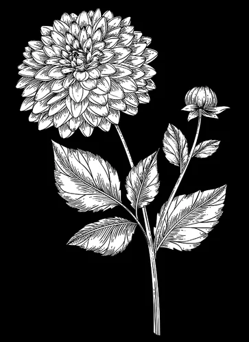 Цветок 005 (хризантема)